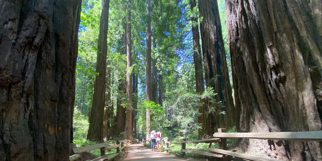 San Francisco Muir Woods Private Jeep Tour 3 hr - Image 5