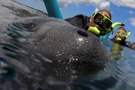 Crystal River Manatee Snorkel Tour with Guide thumbnail 1