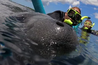 Crystal River Manatee Snorkel Tour with Guide