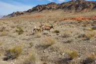Las Vegas Hoover Dam and Valley of Fire Day Trip thumbnail 2