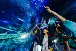 Phoenix SEA LIFE Aquarium Admission