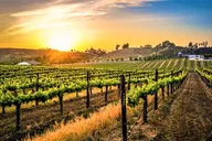 San Diego Temecula Wine Country Tour thumbnail 1