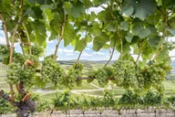 Sonoma Valley Wine Tour thumbnail 1