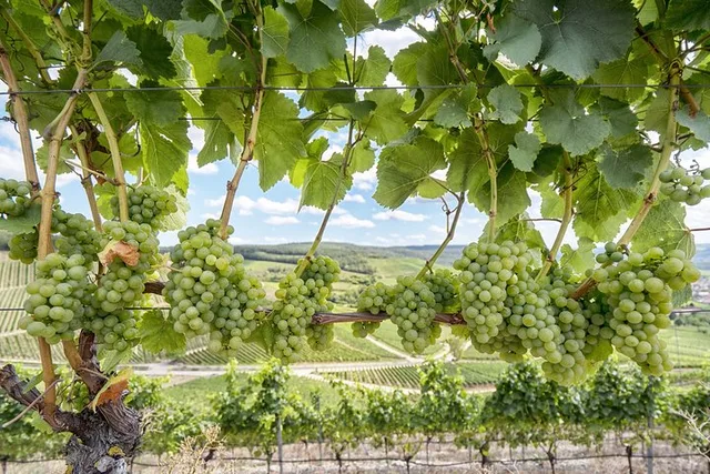 Sonoma Valley Wine Tour - Image 1