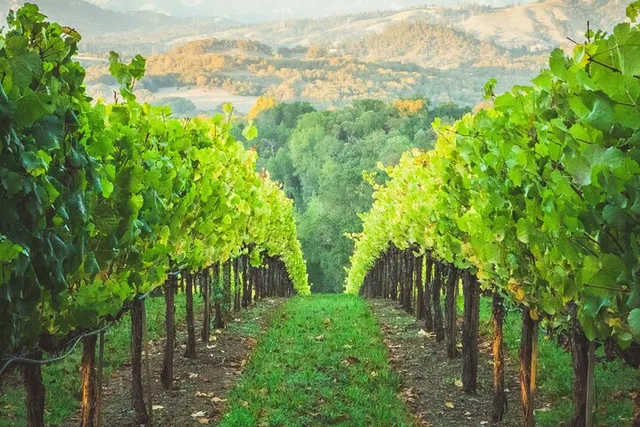 Sonoma Boutique Wine Tour Private 6 Hr - Image 3