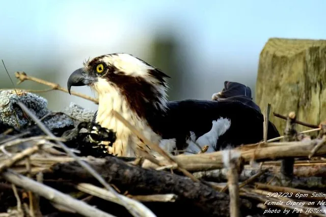 Cape May Eco-Cruise Osprey Birding 2 hr - Image 5