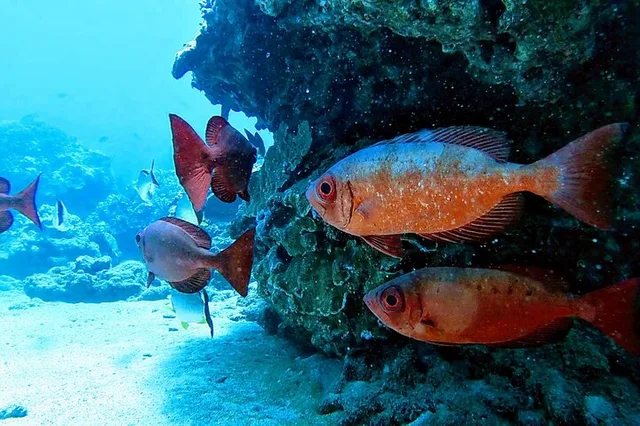 Maui Clear Kayak Tour with Pontoons and Snorkeling - Image 5