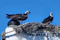 Crystal River Ecological Boat Tour thumbnail 5