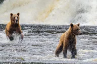 Juneau Bear Viewing Seaplane Tour thumbnail 2