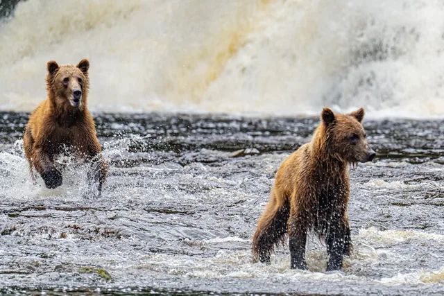 Juneau Bear Viewing Seaplane Tour - Image 2