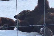 Anchorage Turnagain Arm Full-Day Tour thumbnail 3