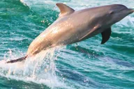 Panama City Dolphin Watching and Snorkeling Tour thumbnail 4
