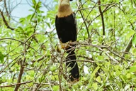 Miami Everglades Airboat Tour & Wildlife Show thumbnail 6