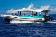 Kona Dolphin Watch Snorkel and BBQ Tour thumbnail 1