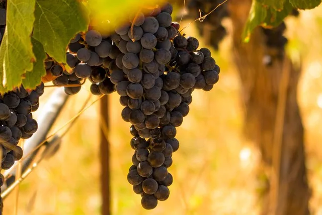 San Francisco Wine Country Tour - Image 6