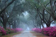 Savannah Bonaventure Cemetery Walking Tour 2 hr thumbnail 2