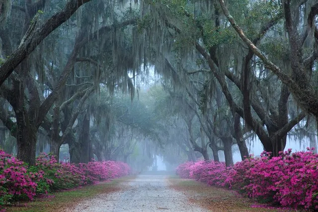 Savannah Bonaventure Cemetery Walking Tour 2 hr - Image 2