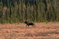 Fairbanks Arctic Circle Experience with Lunch thumbnail 2
