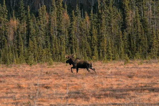 Fairbanks Arctic Circle Experience with Lunch - Image 2