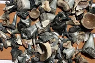 Folly Beach Morris Island Fossil Hunting Boat Tour thumbnail 5