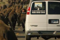 Yellowstone National Park Wildlife Tour from West Yellowstone thumbnail 1