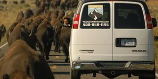 Yellowstone National Park Wildlife Tour from West Yellowstone