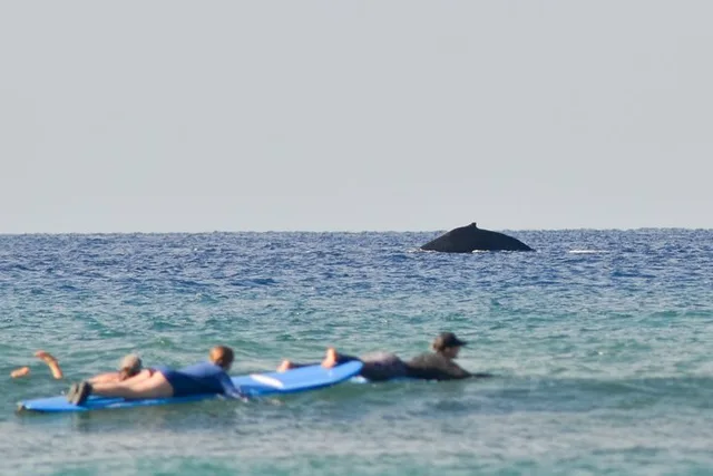 Maui Surf Lessons with Experienced Coaches - Image 5