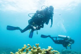 Kauai Scuba Diving South Shore Certified Diver 3 hr