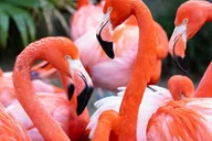 New Orleans Audubon Zoo Ticket thumbnail 2