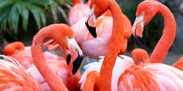 New Orleans Audubon Zoo Ticket - Image 2