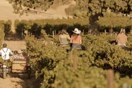 San Luis Obispo Sidecar Wine Adventure thumbnail 5