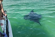 Panama City Dolphin Swim Experience 2 hr thumbnail 6