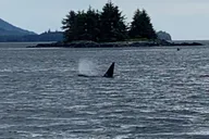 Ketchikan Wildlife and Whale Watching Tour thumbnail 1