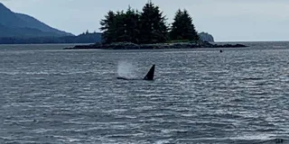 Ketchikan Wildlife and Whale Watching Tour