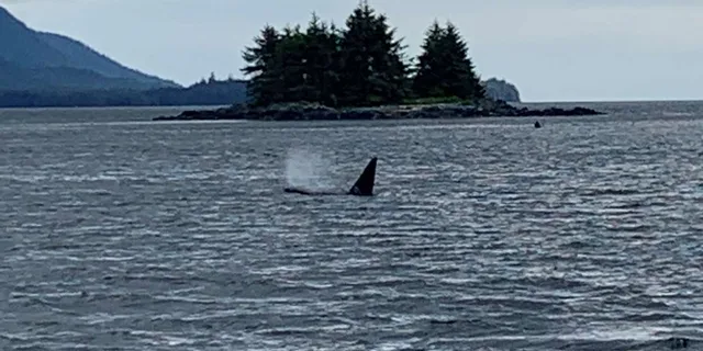 Ketchikan Wildlife and Whale Watching Tour - Image 1