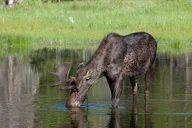 Bozeman Yellowstone Wildlife Safari thumbnail 2