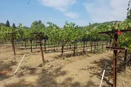 Napa Wine Tasting Tour with Sample Stops thumbnail 6