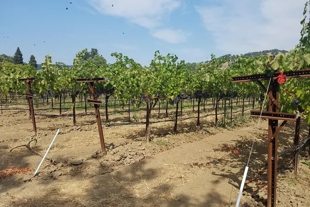 Napa Wine Tasting Tour with Sample Stops - Image 6