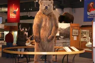 Fairbanks City Highlights Tour thumbnail 2