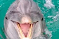 Panama City Beach Dolphin Tour thumbnail 2
