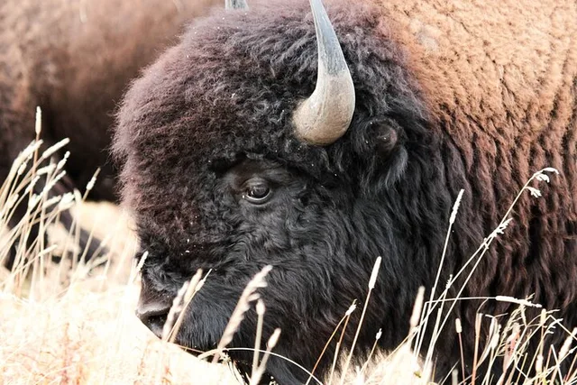 Salt Lake City Safari Tour to Antelope Island - Image 1