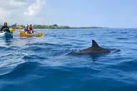 Kealakekua Bay Outrigger Canoe Tour thumbnail 5