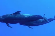 Kailua-Kona Snorkeling Adventure thumbnail 1