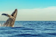 Maui Kayak and Snorkel Tour thumbnail 6