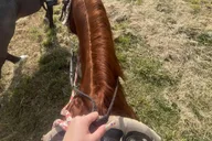 Miami Horseback Riding Tour thumbnail 2
