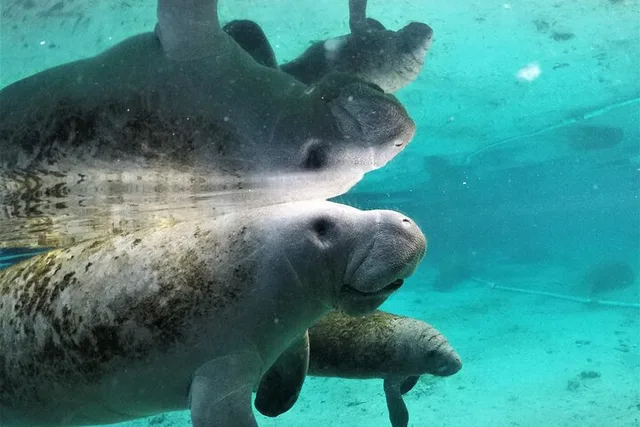 Crystal River Manatee Snorkel Tour 3 hr - Image 4