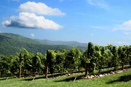 Atlanta Wine Tasting Tour in North Georgia thumbnail 2