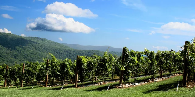 Atlanta Wine Tasting Tour in North Georgia - Image 2