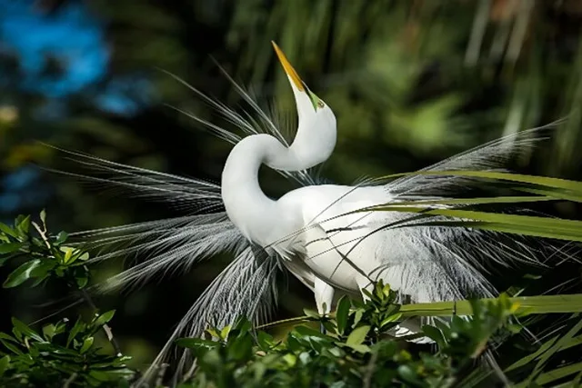 Everglades Immersion Tour - Image 2
