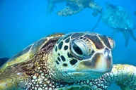 Ka’anapali Beach Snorkel Tour 2.5 Hours thumbnail 2